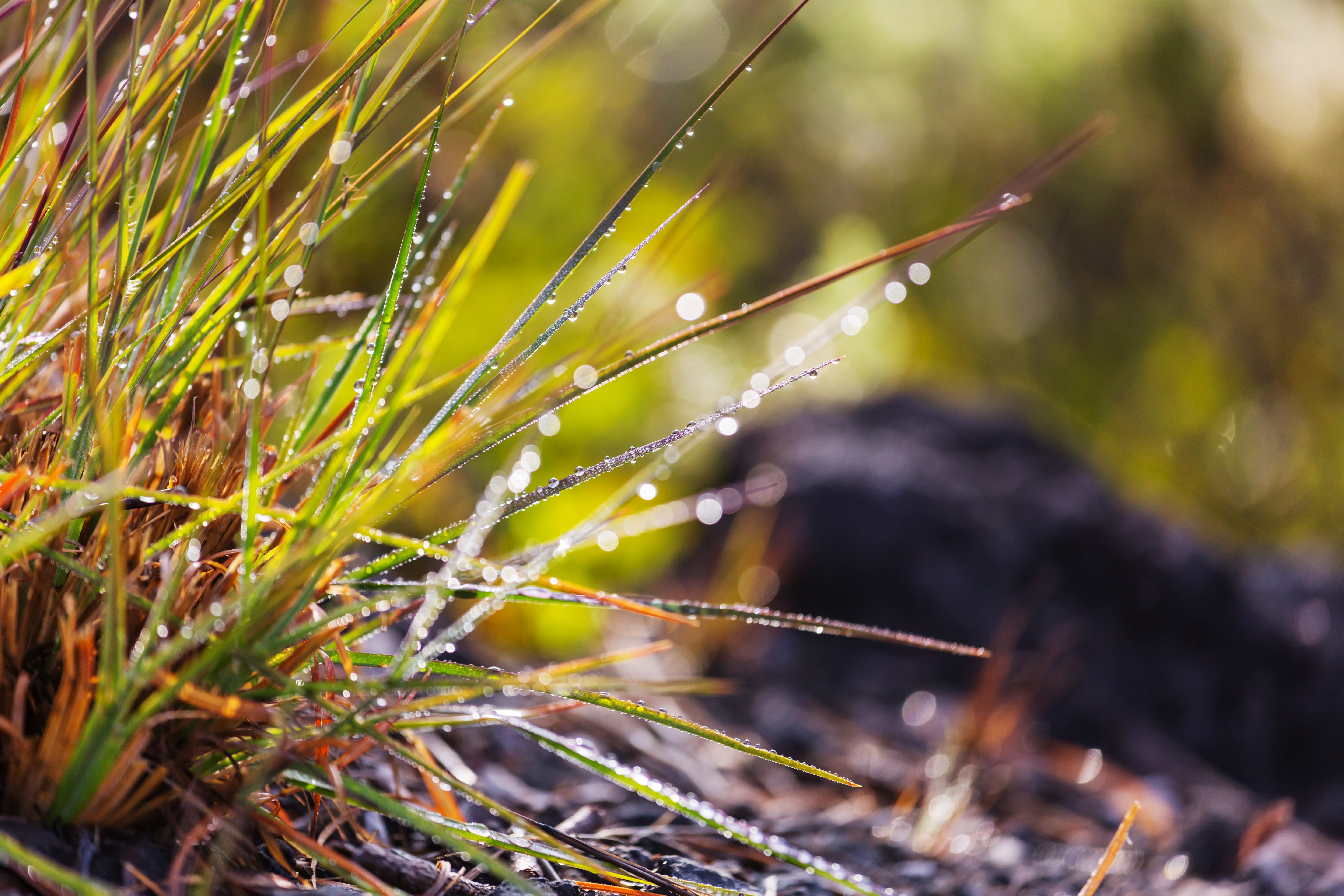 storing food | wet grass