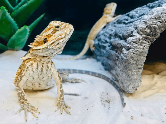 Why You Need a Dehumidifier for Reptiles and Other Pets